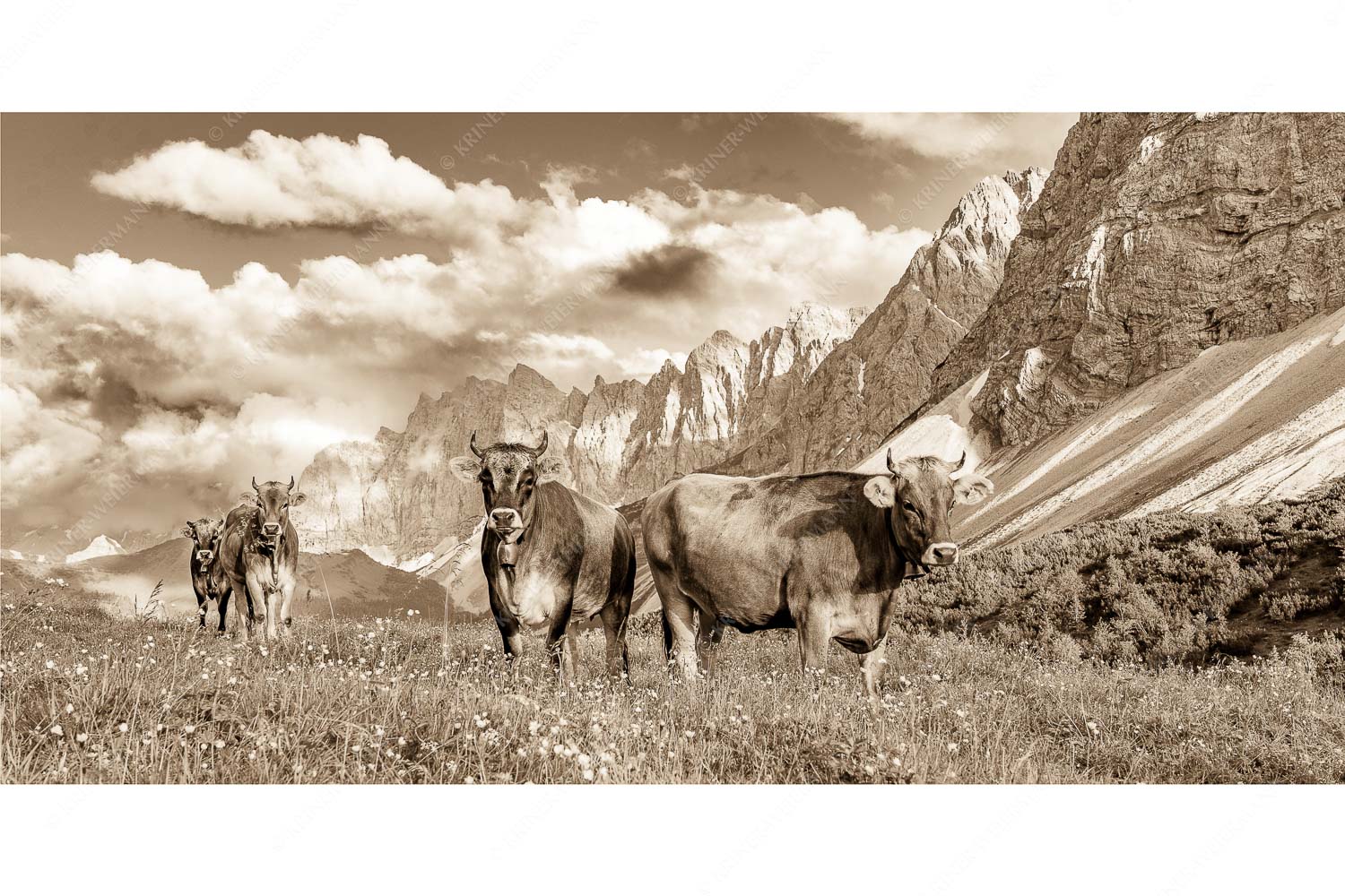 Jungvieh am Hochalmsattel im Karwendel mit Lalidererwand im Hintergrund