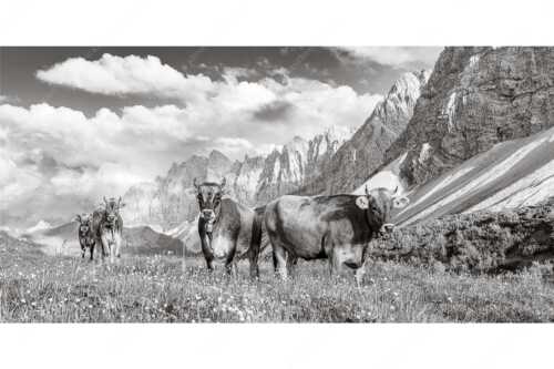 Jungvieh am Hochalmsattel im Karwendel mit Lalidererwand im Hintergrund - Hochalm II - Seitenverhältnis 2:1 - Junge Kühe mit Laliderer im Karwendel - weitere Infos unter https://www.kriner-weiermann.de