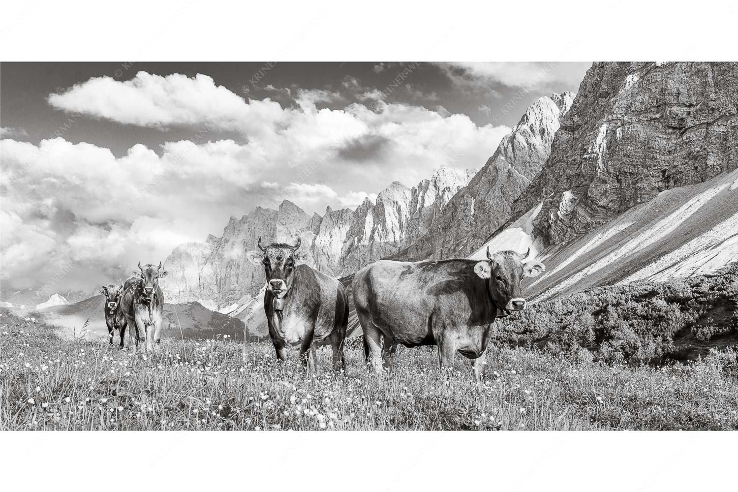 Jungvieh am Hochalmsattel im Karwendel mit Lalidererwand im Hintergrund