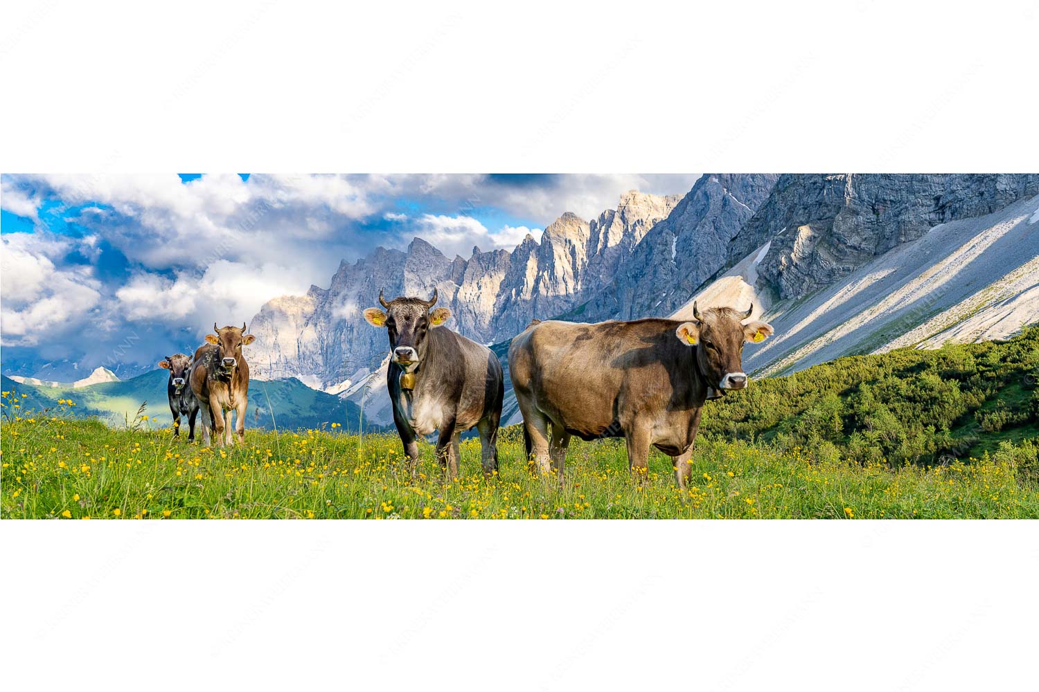 Hochalm II – Seitenverhältnis 3:1 — Junge Kühe mit Laliderer im Karwendel Jungvieh am Hochalmsattel im Karwendel mit Lalidererwand im Hintergrund