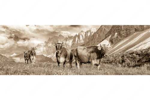 Jungvieh am Hochalmsattel im Karwendel mit Lalidererwand im Hintergrund - Hochalm II - Seitenverhältnis 3:1 - Junge Kühe mit Laliderer im Karwendel - weitere Infos unter https://www.kriner-weiermann.de