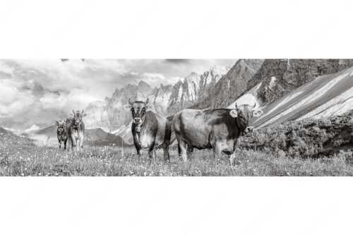 Jungvieh am Hochalmsattel im Karwendel mit Lalidererwand im Hintergrund - Hochalm II - Seitenverhältnis 3:1 - Junge Kühe mit Laliderer im Karwendel - weitere Infos unter https://www.kriner-weiermann.de