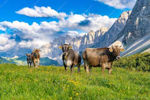Jungvieh am Hochalmsattel im Karwendel mit Lalidererwand im Hintergrund - Hochalm II - Seitenverhältnis 3:2 - Junge Kühe mit Laliderer im Karwendel - weitere Infos unter https://www.kriner-weiermann.de