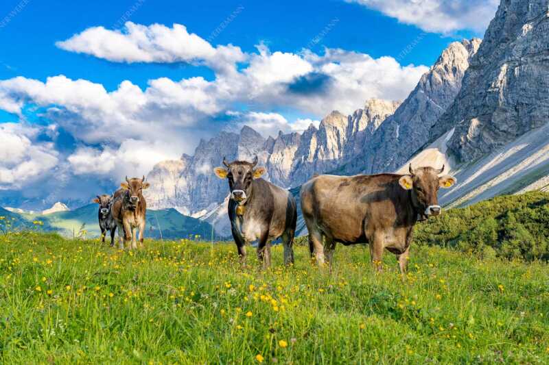Jungvieh am Hochalmsattel im Karwendel mit Lalidererwand im Hintergrund - Hochalm II - Seitenverhältnis 3:2 - Junge Kühe mit Laliderer im Karwendel - weitere Infos unter https://www.kriner-weiermann.de