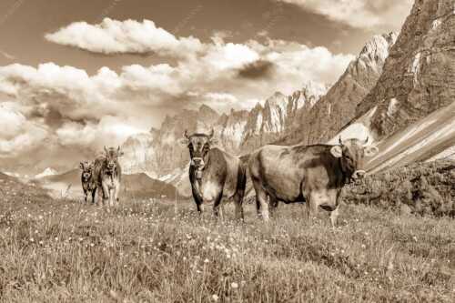 Jungvieh am Hochalmsattel im Karwendel mit Lalidererwand im Hintergrund - Hochalm II - Seitenverhältnis 3:2 - Junge Kühe mit Laliderer im Karwendel - weitere Infos unter https://www.kriner-weiermann.de