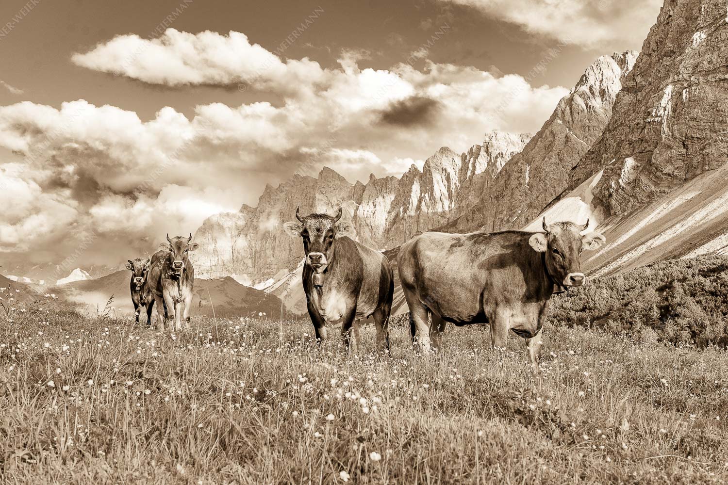 Hochalm II – Seitenverhältnis 3:2 — Junge Kühe mit Laliderer im Karwendel Jungvieh am Hochalmsattel im Karwendel mit Lalidererwand im Hintergrund