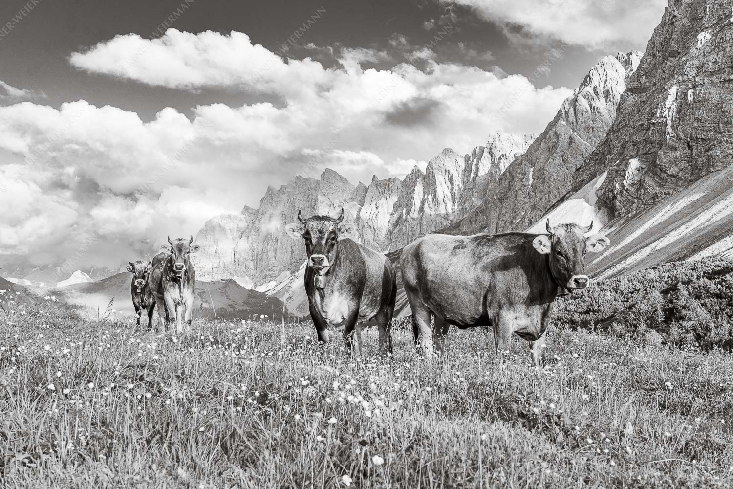 Jungvieh am Hochalmsattel im Karwendel mit Lalidererwand im Hintergrund