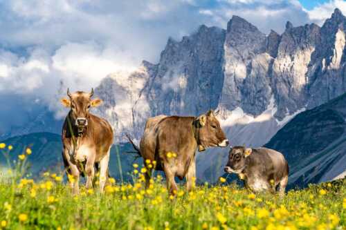 Jungvieh am Hochalmsattel mit Laliedererwand im Hintergrund - Hochalm - Seitenverhältnis 3:2 - Rinder im Karwendel mit Laliderer - weitere Infos unter https://www.kriner-weiermann.de