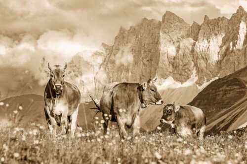 Jungvieh am Hochalmsattel mit Laliedererwand im Hintergrund - Hochalm - Seitenverhältnis 3:2 - Rinder im Karwendel mit Laliderer - weitere Infos unter https://www.kriner-weiermann.de