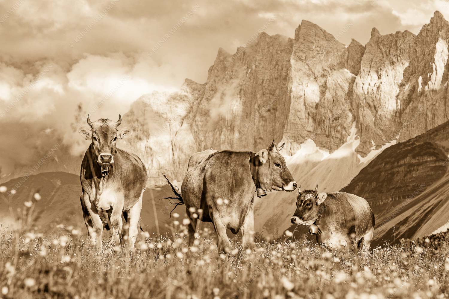 Hochalm – Seitenverhältnis 3:2 — Rinder im Karwendel mit Laliderer Jungvieh am Hochalmsattel mit Laliedererwand im Hintergrund