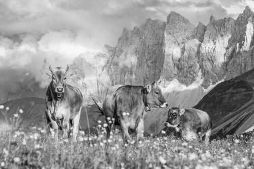 Jungvieh am Hochalmsattel mit Laliedererwand im Hintergrund - Hochalm - Seitenverhältnis 3:2 - Rinder im Karwendel mit Laliderer - weitere Infos unter https://www.kriner-weiermann.de