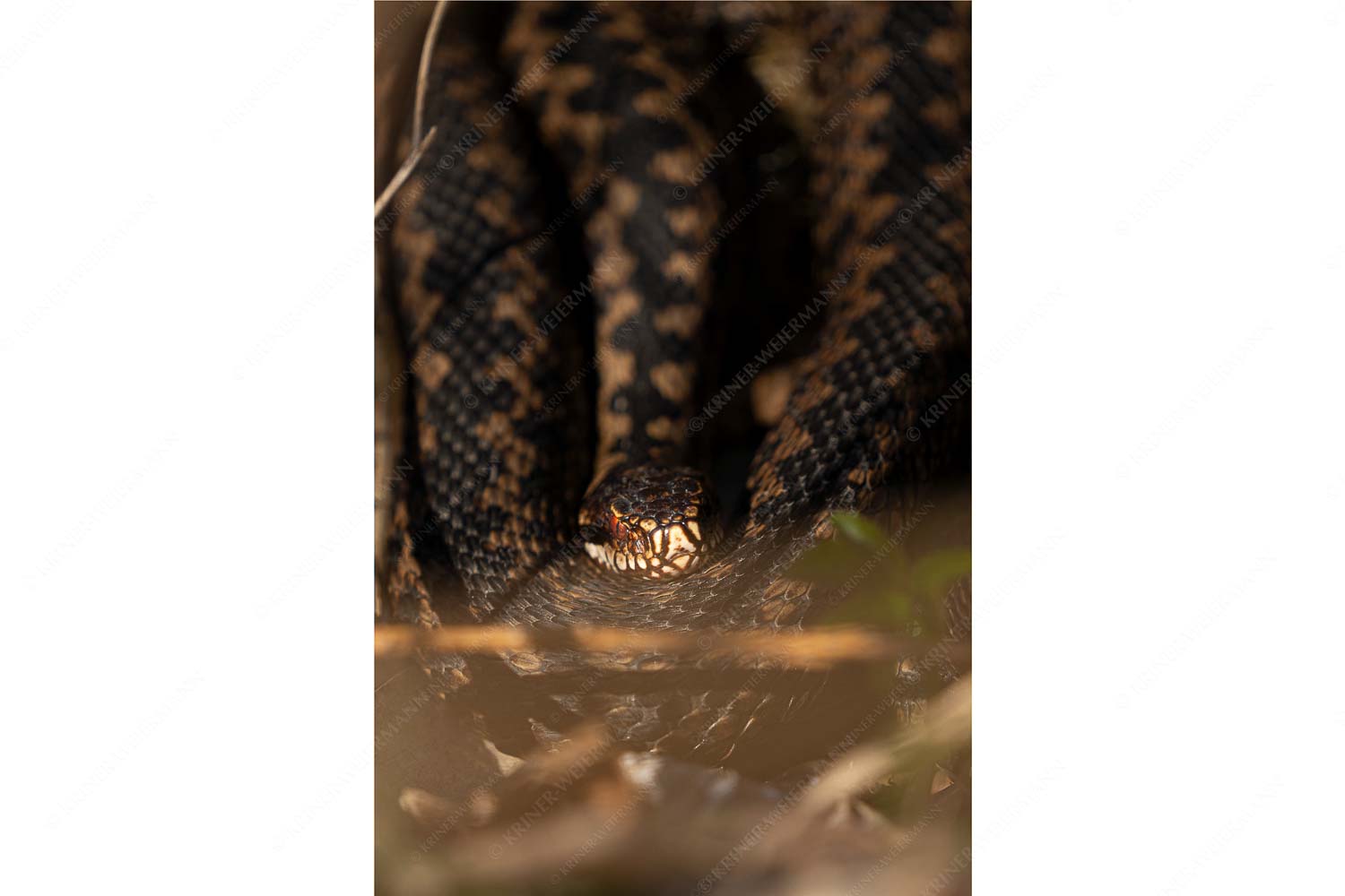 Kreuzotter (Vipera berus) im Kochler Moos - Seitenverhältnis 2:3 - Kreuzotter an der Loisach - weitere Infos unter https://www.kriner-weiermann.de