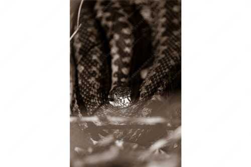 Kreuzotter (Vipera berus) im Kochler Moos - Seitenverhältnis 2:3 - Kreuzotter an der Loisach - weitere Infos unter https://www.kriner-weiermann.de