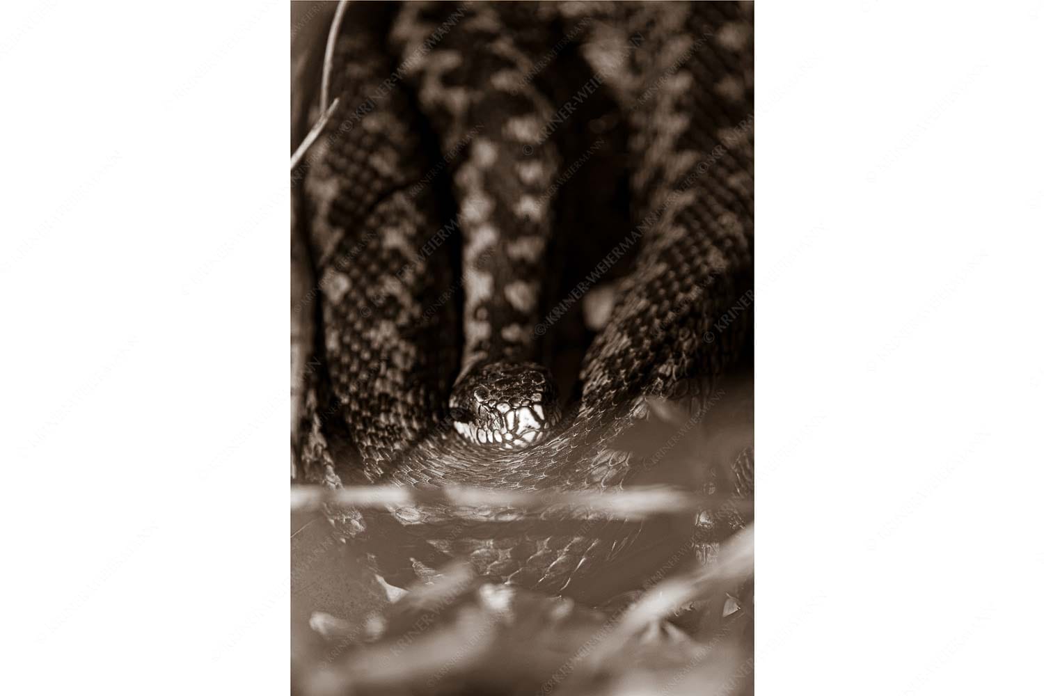 Kreuzotter (Vipera berus) im Kochler Moos - Seitenverhältnis 2:3 - Kreuzotter an der Loisach - weitere Infos unter https://www.kriner-weiermann.de