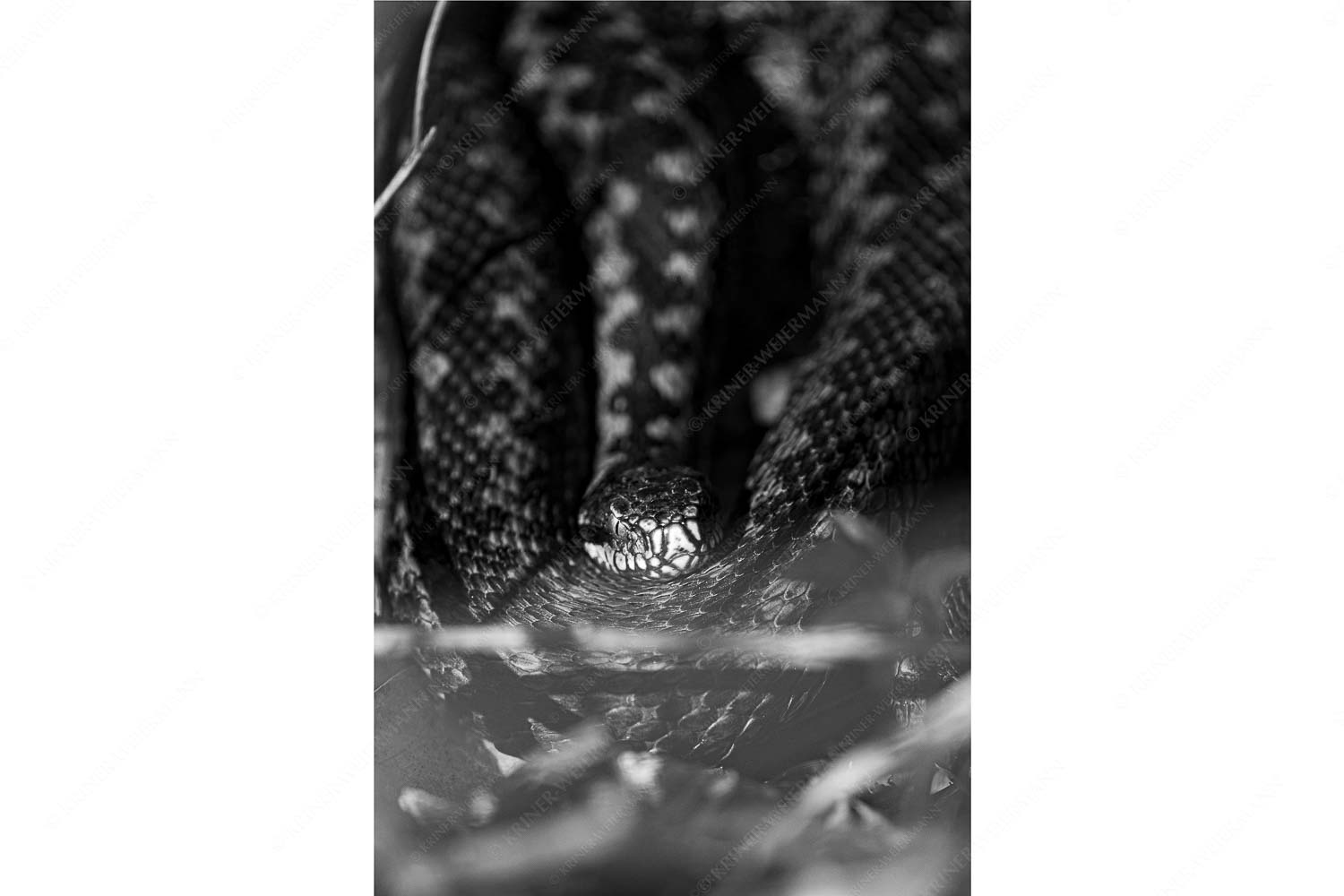 Kreuzotter (Vipera berus) im Kochler Moos - Seitenverhältnis 2:3 - Kreuzotter an der Loisach - weitere Infos unter https://www.kriner-weiermann.de