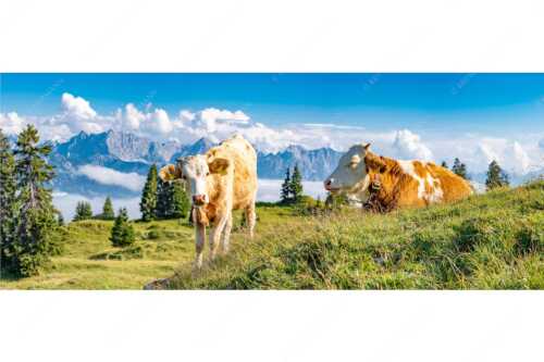 Jungvieh auf der Wallgaueralm mit Karwendelgebirge - Immer mit der Ruhe - Seitenverhältnis 2,5:1 - Junge Rinder bei Wallgaueralm - weitere Infos unter https://www.kriner-weiermann.de