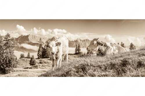 Jungvieh auf der Wallgaueralm mit Karwendelgebirge - Immer mit der Ruhe - Seitenverhältnis 2,5:1 - Junge Rinder bei Wallgaueralm - weitere Infos unter https://www.kriner-weiermann.de