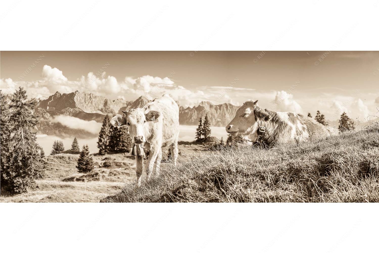 Jungvieh auf der Wallgaueralm mit Karwendelgebirge - Immer mit der Ruhe - Seitenverhältnis 2,5:1 - Junge Rinder bei Wallgaueralm - weitere Infos unter https://www.kriner-weiermann.de