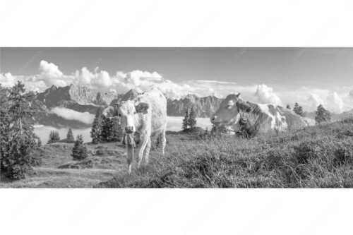 Jungvieh auf der Wallgaueralm mit Karwendelgebirge - Immer mit der Ruhe - Seitenverhältnis 2,5:1 - Junge Rinder bei Wallgaueralm - weitere Infos unter https://www.kriner-weiermann.de