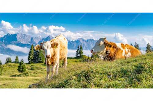 Jungvieh auf der Wallgaueralm mit Karwendelgebirge - Immer mit der Ruhe - Seitenverhältnis 2:1 - Junge Rinder bei Wallgaueralm - weitere Infos unter https://www.kriner-weiermann.de