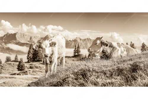 Jungvieh auf der Wallgaueralm mit Karwendelgebirge - Immer mit der Ruhe - Seitenverhältnis 2:1 - Junge Rinder bei Wallgaueralm - weitere Infos unter https://www.kriner-weiermann.de