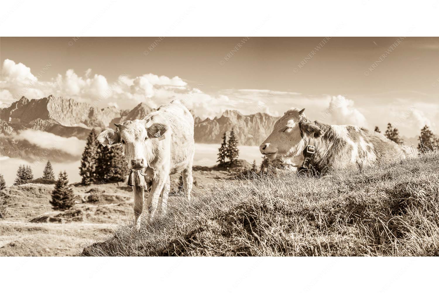 Jungvieh auf der Wallgaueralm mit Karwendelgebirge