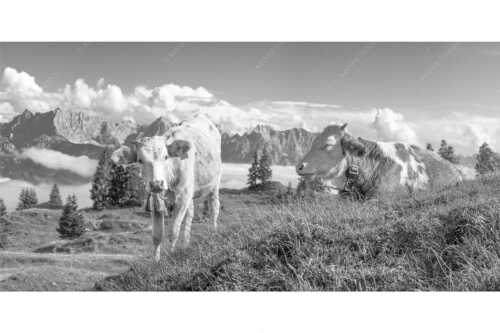 Jungvieh auf der Wallgaueralm mit Karwendelgebirge - Immer mit der Ruhe - Seitenverhältnis 2:1 - Junge Rinder bei Wallgaueralm - weitere Infos unter https://www.kriner-weiermann.de
