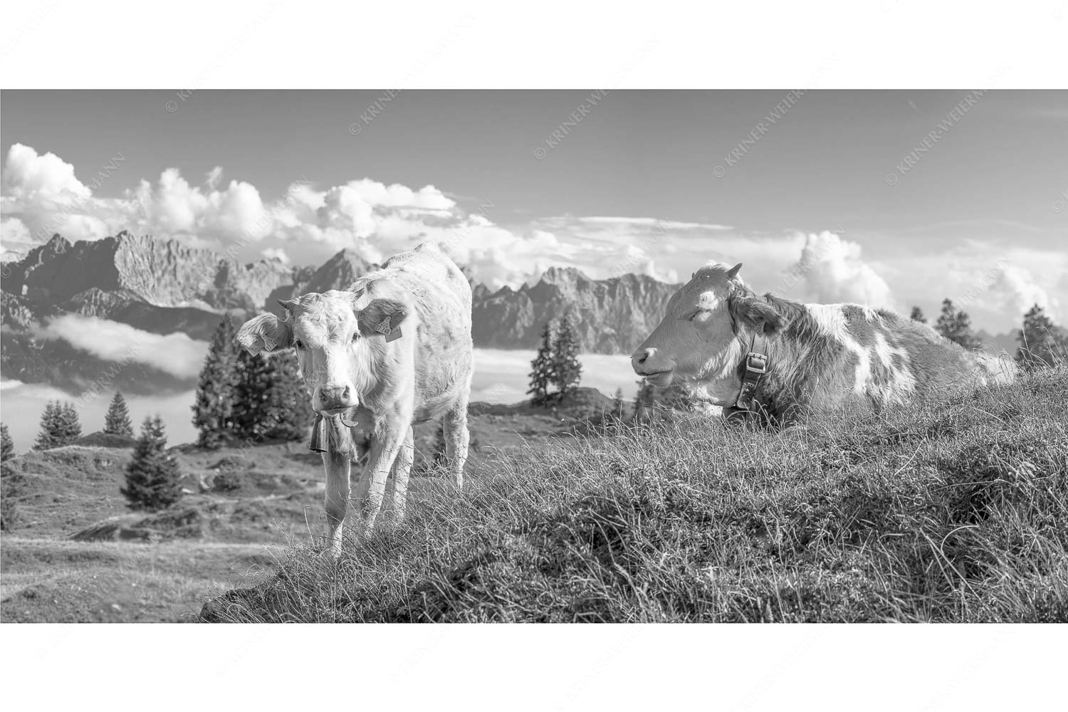 Jungvieh auf der Wallgaueralm mit Karwendelgebirge