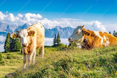 Jungvieh auf der Wallgaueralm mit Karwendelgebirge - Immer mit der Ruhe - Seitenverhältnis 3:2 - Junge Rinder bei Wallgaueralm - weitere Infos unter https://www.kriner-weiermann.de