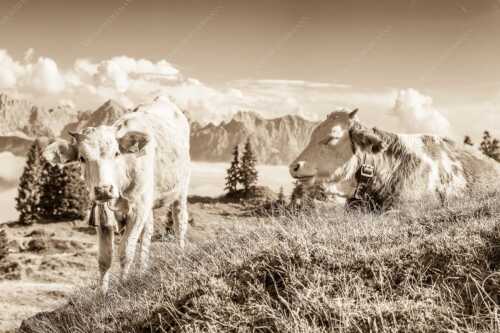 Jungvieh auf der Wallgaueralm mit Karwendelgebirge - Immer mit der Ruhe - Seitenverhältnis 3:2 - Junge Rinder bei Wallgaueralm - weitere Infos unter https://www.kriner-weiermann.de