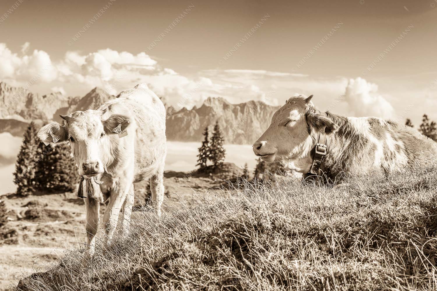 Jungvieh auf der Wallgaueralm mit Karwendelgebirge - Immer mit der Ruhe - Seitenverhältnis 3:2 - Junge Rinder bei Wallgaueralm - weitere Infos unter https://www.kriner-weiermann.de