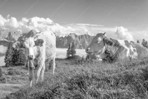 Jungvieh auf der Wallgaueralm mit Karwendelgebirge - Immer mit der Ruhe - Seitenverhältnis 3:2 - Junge Rinder bei Wallgaueralm - weitere Infos unter https://www.kriner-weiermann.de