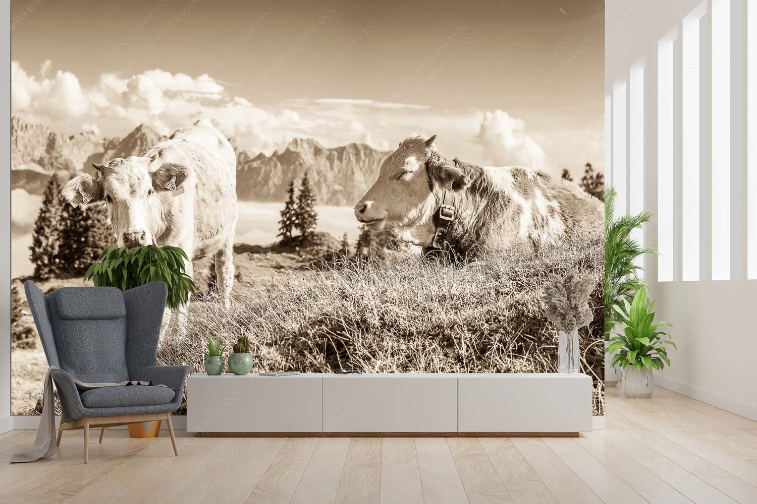 Immer mit der Ruhe – Größe ca. 300x200cm, Seitenverhältnis 3: — Junge Rinder bei Wallgaueralm Jungvieh auf der Wallgaueralm mit Karwendelgebirge - Immer mit der Ruhe - Größe ca. 300x200cm, Seitenverhältnis 3: - Junge Rinder bei Wallgaueralm - weitere Infos unter https://www.kriner-weiermann.de