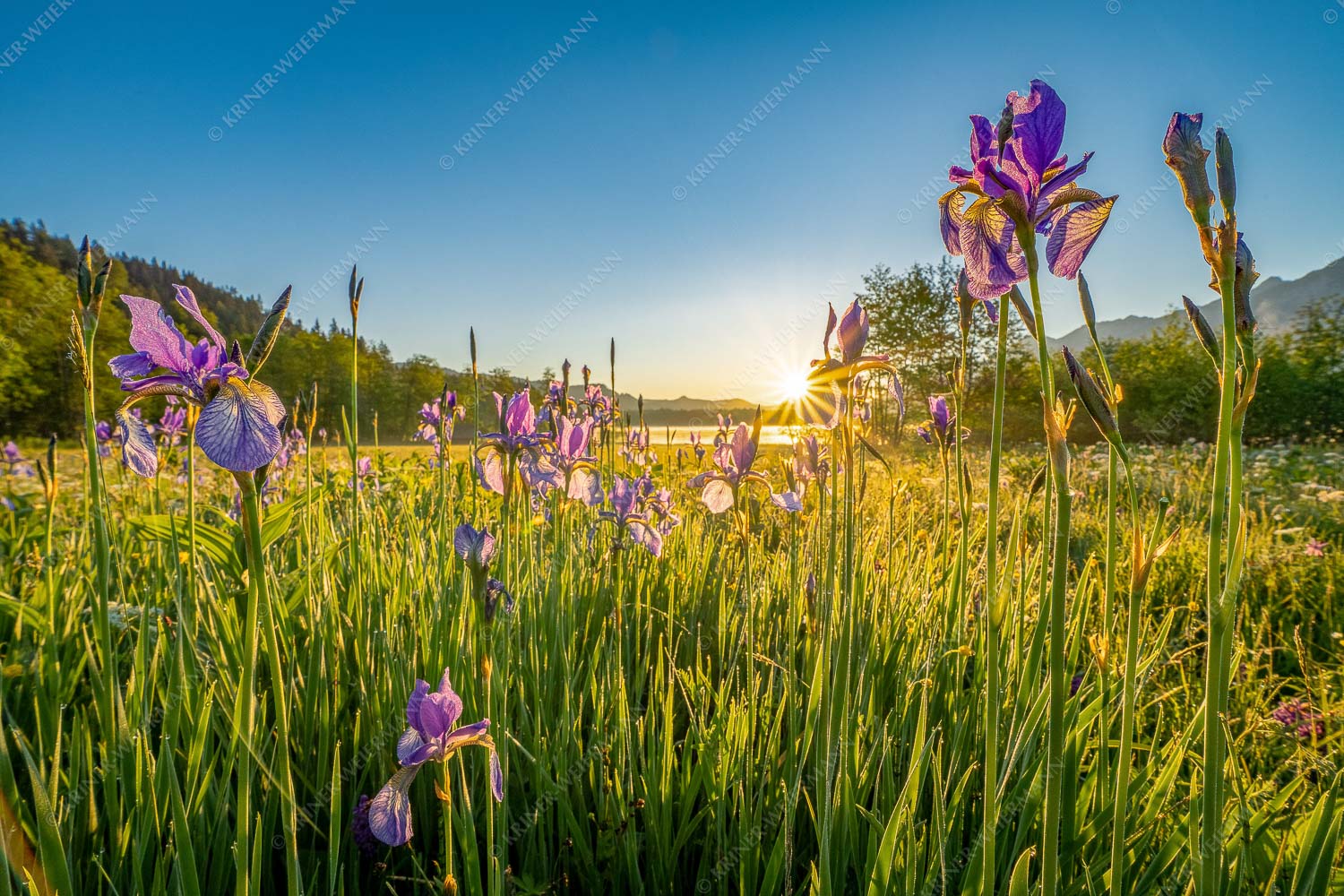 Schwertlilien bei Sonnenaufgang - Iris-Ensemble - Seitenverhältnis 3:2 - Schwertlilien bei Sonnenaufgang am Barmsee - weitere Infos unter https://www.kriner-weiermann.de