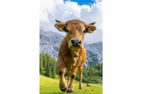 Murnau Werdenfelser Rind auf der Wettersteinalm - Jung und Neugierig - Seitenverhältnis 2:3 - Murnau-Werdenfelser Rind - weitere Infos unter https://www.kriner-weiermann.de