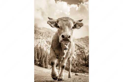 Murnau Werdenfelser Rind auf der Wettersteinalm - Jung und Neugierig - Seitenverhältnis 2:3 - Murnau-Werdenfelser Rind - weitere Infos unter https://www.kriner-weiermann.de