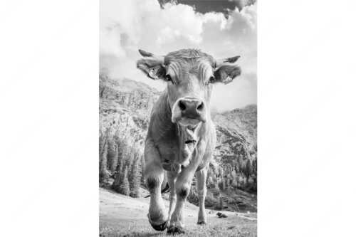 Murnau Werdenfelser Rind auf der Wettersteinalm - Jung und Neugierig - Seitenverhältnis 2:3 - Murnau-Werdenfelser Rind - weitere Infos unter https://www.kriner-weiermann.de