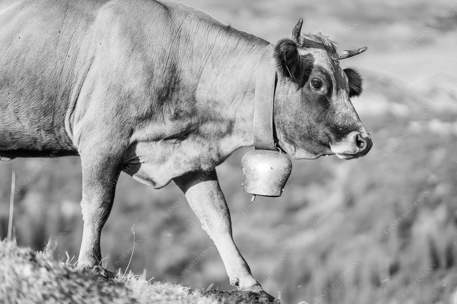 Almvieh auf der Kuhalm im Estergebirge