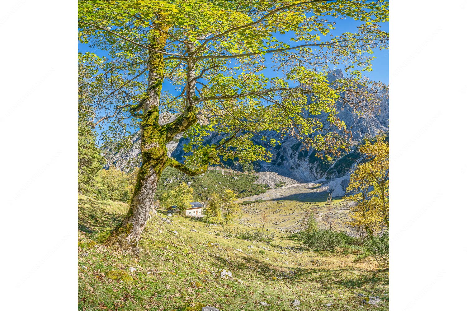 Keiner mehr da! – Seitenverhältnis 1:1 — Herbst Ahorn mit Oberreintalhütte Letzte Sonne im Oberreintal im Wetterstein