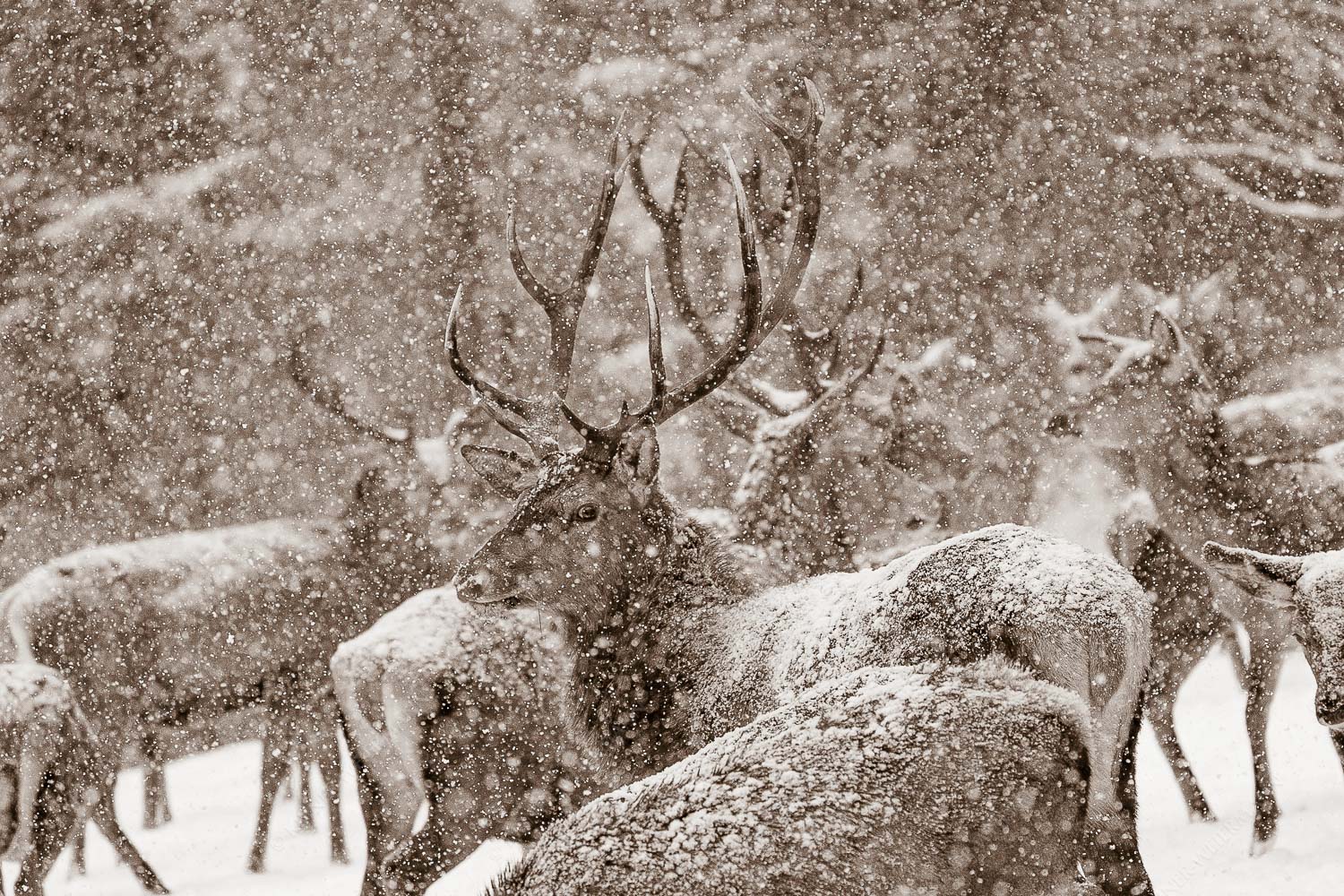 König der Wälder – Seitenverhältnis 3:2 — Rotwild im Estergebirge Ein stattlicher Hirsch bei einer Wildfütterung im Estergebirge