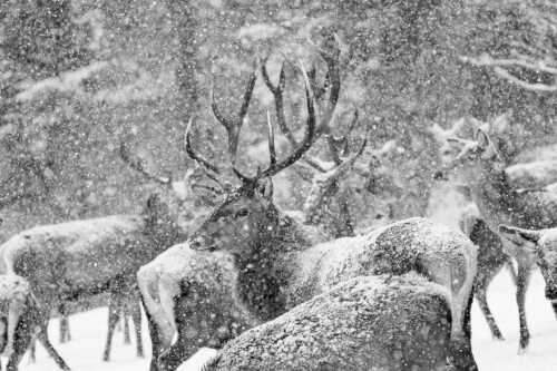 Ein stattlicher Hirsch bei einer Wildfütterung im Estergebirge - König der Wälder - Seitenverhältnis 3:2 - Rotwild im Estergebirge - weitere Infos unter https://www.kriner-weiermann.de