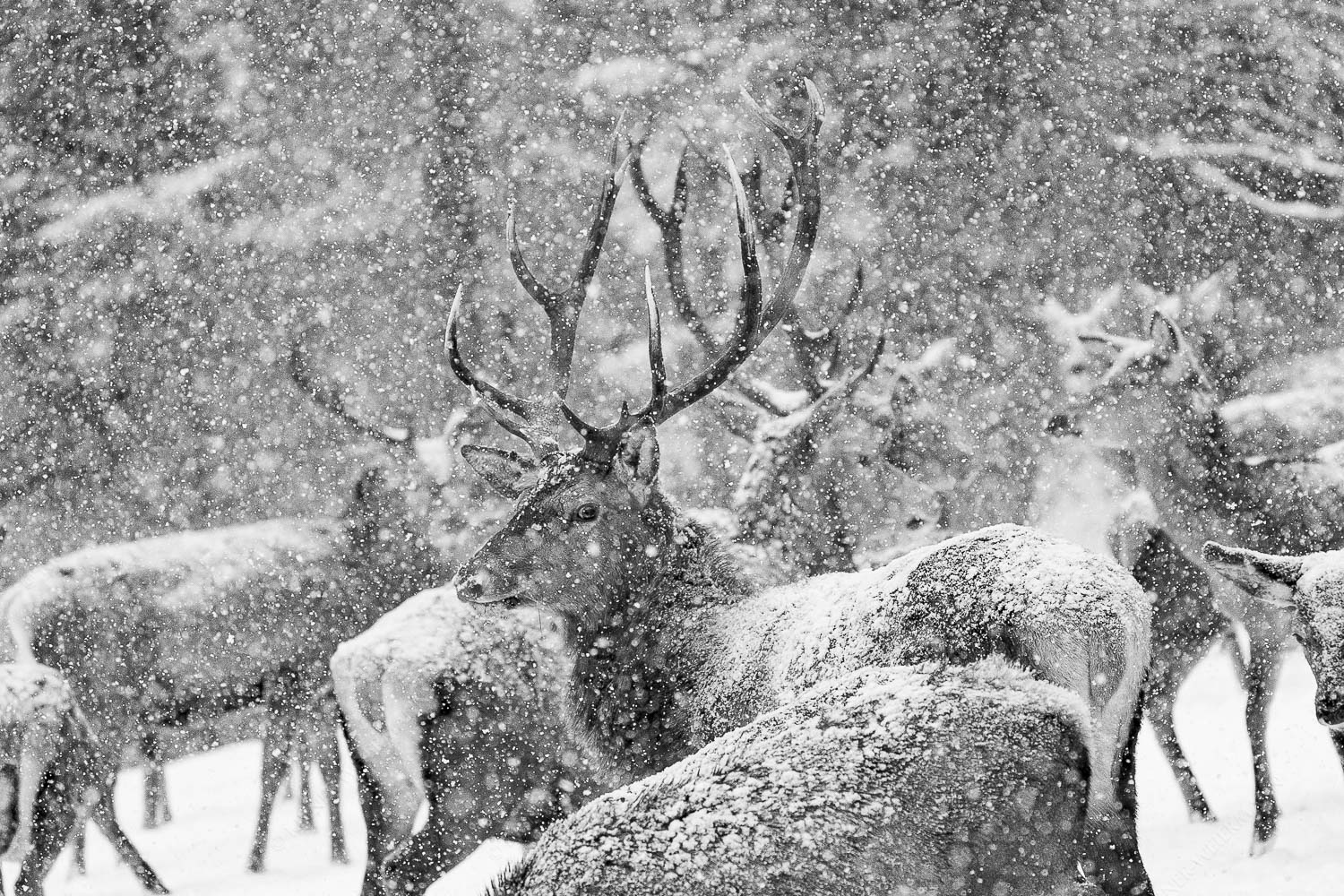 König der Wälder – Seitenverhältnis 3:2 — Rotwild im Estergebirge Ein stattlicher Hirsch bei einer Wildfütterung im Estergebirge
