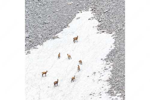 Gams auf Schneeresten unterwegs im Karwendelgebirge - Kreisverkehr - Seitenverhältnis 1:1 - Gämsen im Karwendel - weitere Infos unter https://www.kriner-weiermann.de