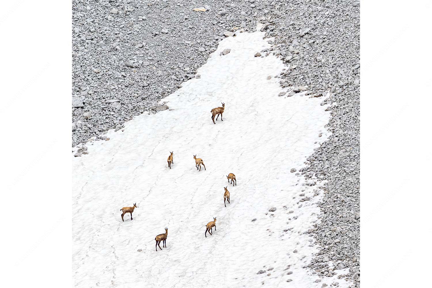 Gams auf Schneeresten unterwegs im Karwendelgebirge - Kreisverkehr - Seitenverhältnis 1:1 - Gämsen im Karwendel - weitere Infos unter https://www.kriner-weiermann.de
