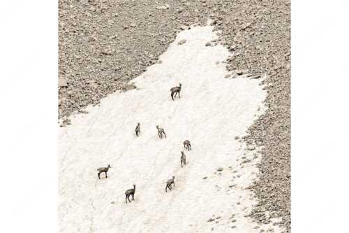 Gams auf Schneeresten unterwegs im Karwendelgebirge - Kreisverkehr - Seitenverhältnis 1:1 - Gämsen im Karwendel - weitere Infos unter https://www.kriner-weiermann.de