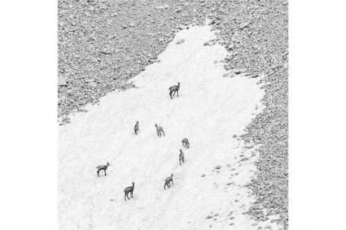 Gams auf Schneeresten unterwegs im Karwendelgebirge - Kreisverkehr - Seitenverhältnis 1:1 - Gämsen im Karwendel - weitere Infos unter https://www.kriner-weiermann.de