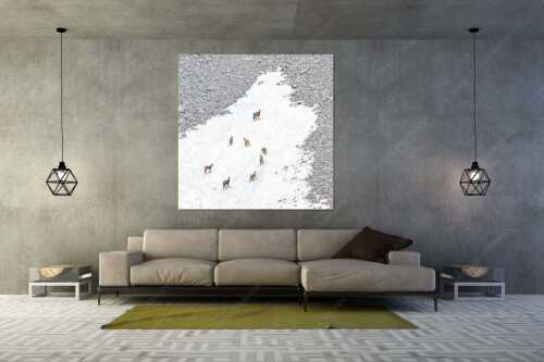 Gams auf Schneeresten unterwegs im Karwendelgebirge - Kreisverkehr - Größe ca. 160x160cm, Seitenverhältnis 1:1 - Gämsen im Karwendel - weitere Infos unter https://www.kriner-weiermann.de