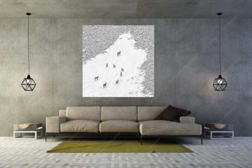 Gams auf Schneeresten unterwegs im Karwendelgebirge - Kreisverkehr - Größe ca. 160x160cm, Seitenverhältnis 1:1 - Gämsen im Karwendel - weitere Infos unter https://www.kriner-weiermann.de