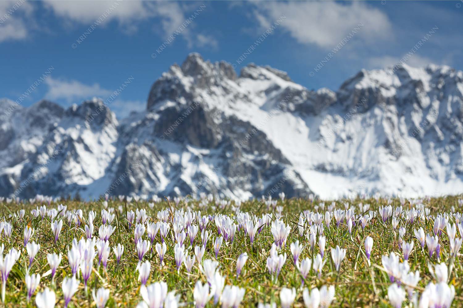 Krokus mit Panorama – Seitenverhältnis 3:2 — Blumen im Karwendel Ein Highlight im Frühling ist die Krokusblüte zwischen Krün und Mittenwald
