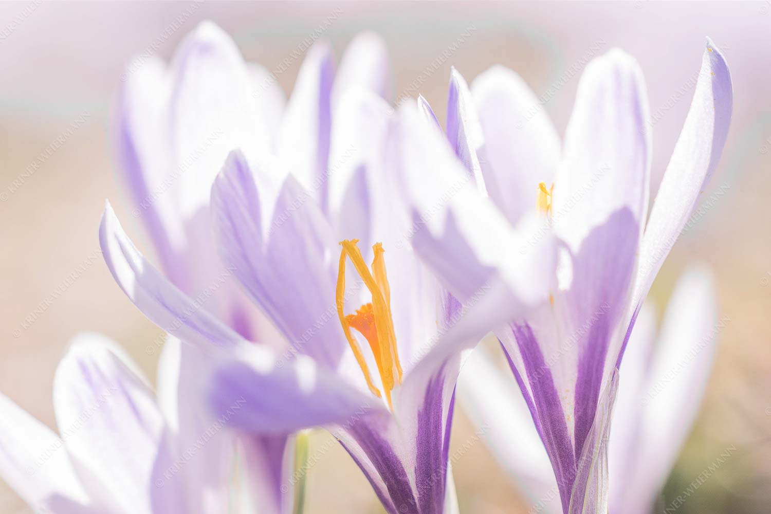 Für kurze Zeit sind in Krün manche Wiesen übersäht von diesen filigranen Blüten